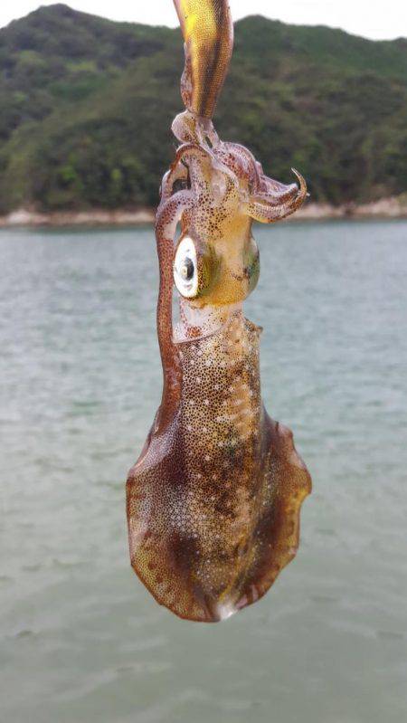 新子エギング！