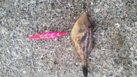 ちょっとエギング