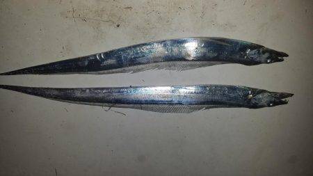 コスモスクエアにてタチウオ