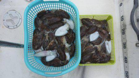 アオリイカ調査