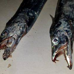 コスモスクエアにてタチウオpart.2