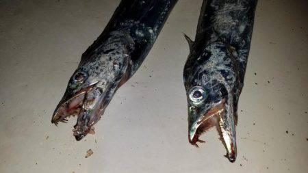 コスモスクエアにてタチウオpart.2