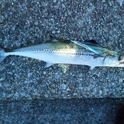 早朝サゴシ　1時間で4匹ゲット！