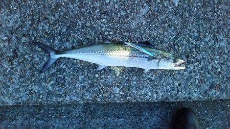 早朝サゴシ　1時間で4匹ゲット！