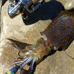 アオリイカ好釣