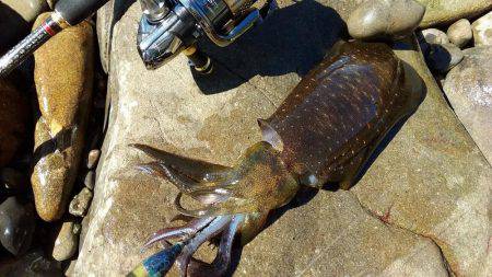 アオリイカ好釣