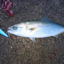 ツバスばかり！