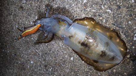 ナイトエギング