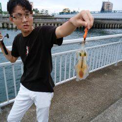 大蔵海岸でウルメイワシ&アオリイカの新子