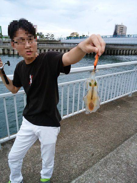 大蔵海岸でウルメイワシ&アオリイカの新子