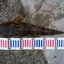 大蔵海岸でマゴチ62cm！