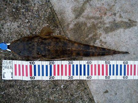 大蔵海岸でマゴチ62cm！