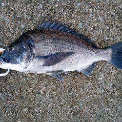 大蔵海岸のトップゲームでチヌ