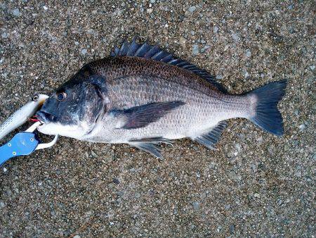 大蔵海岸のトップゲームでチヌ