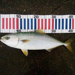 大蔵海岸でハマチ