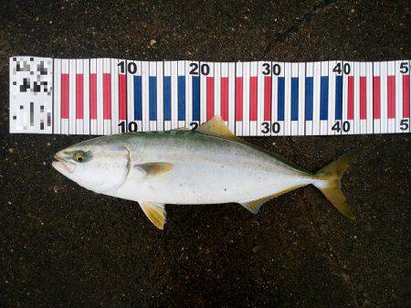 大蔵海岸でハマチ