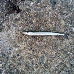 大蔵海岸でえんぴつサヨリ&アオリイカの新子