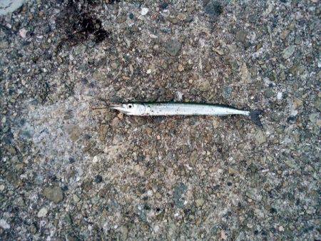 大蔵海岸でえんぴつサヨリ&アオリイカの新子