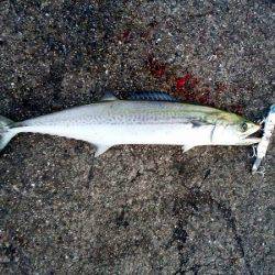 大蔵海岸でタチウオ&サゴシ&ハマチ！