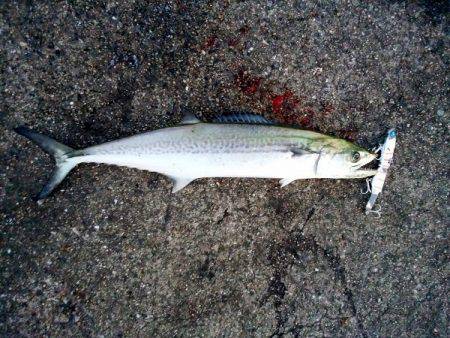 大蔵海岸でタチウオ&サゴシ&ハマチ！