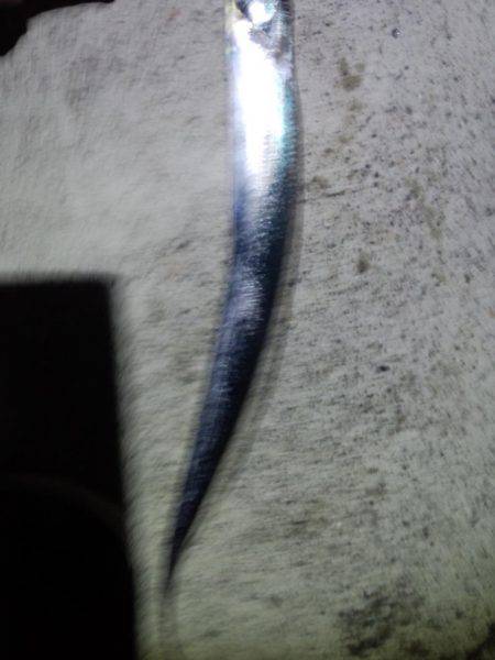 アオリイカ・太刀魚・剣先イカ