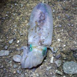 とんかつサイズアオリイカ