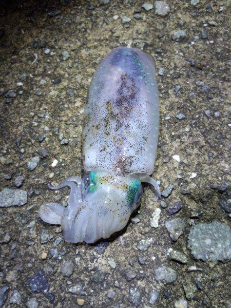 とんかつサイズアオリイカ