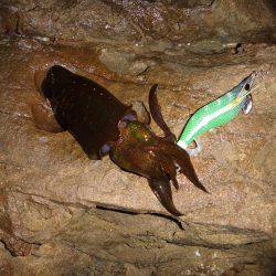 ナイトエギング