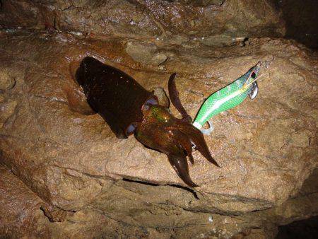 ナイトエギング