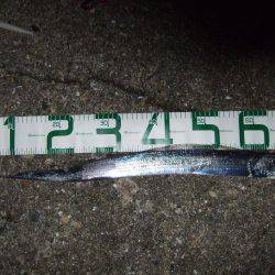 渋い中何とか1本