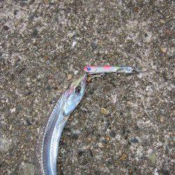 サゴシが・・・・・