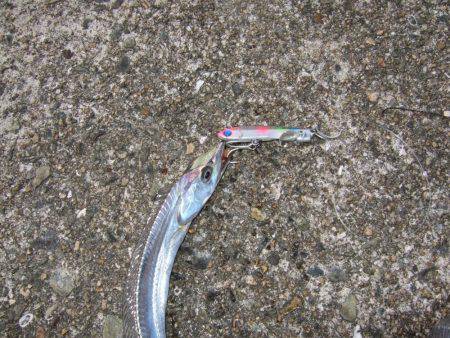 サゴシが・・・・・