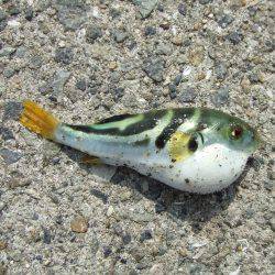 元気なサヨリとエサ取りのフグ