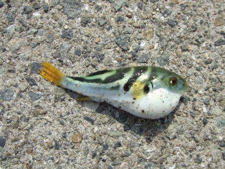 元気なサヨリとエサ取りのフグ