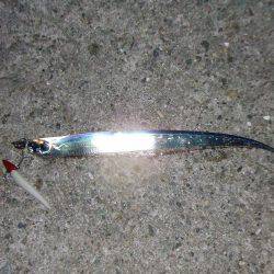 南芦屋浜　今季初のタチウオ