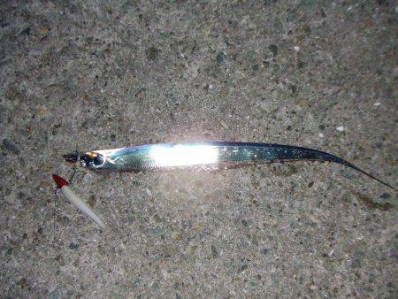 南芦屋浜　今季初のタチウオ