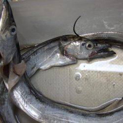 タチウオＧＥＴ！