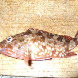 台風前にチヌ狙いだが…