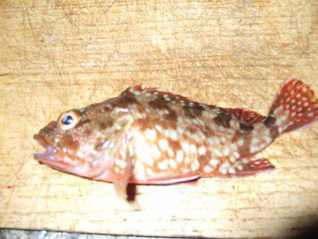 台風前にチヌ狙いだが…