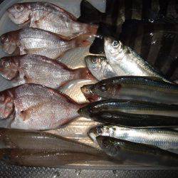 チャリコ、チャリコ、キス、アジ、アジ！