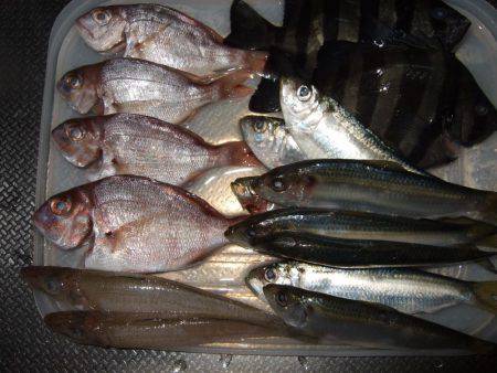 チャリコ、チャリコ、キス、アジ、アジ！