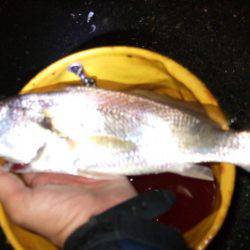 タチウオ釣り、サビキは好調！