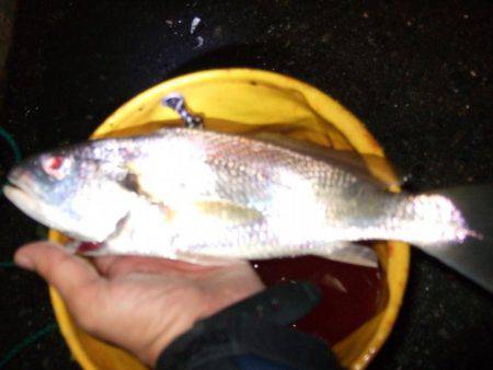 タチウオ釣り、サビキは好調！