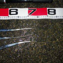 夜明け前～ウキ釣りでタチウオ調査