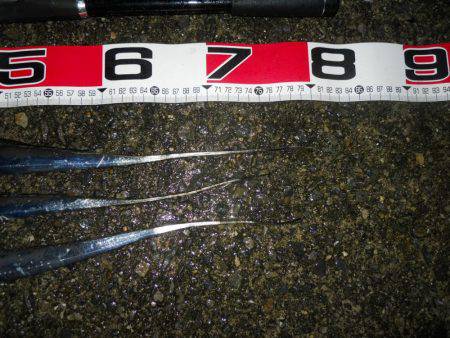 夜明け前～ウキ釣りでタチウオ調査