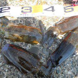 磯でアオリイカのヤエン釣り