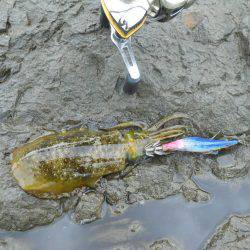 エギングで磯のアオリイカ釣り