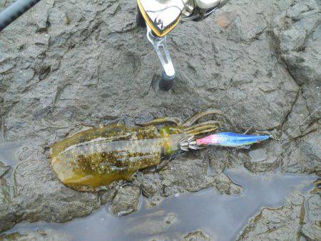 エギングで磯のアオリイカ釣り