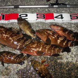 夕方～エビ撒き釣りで根魚