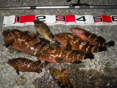 夕方～エビ撒き釣りで根魚